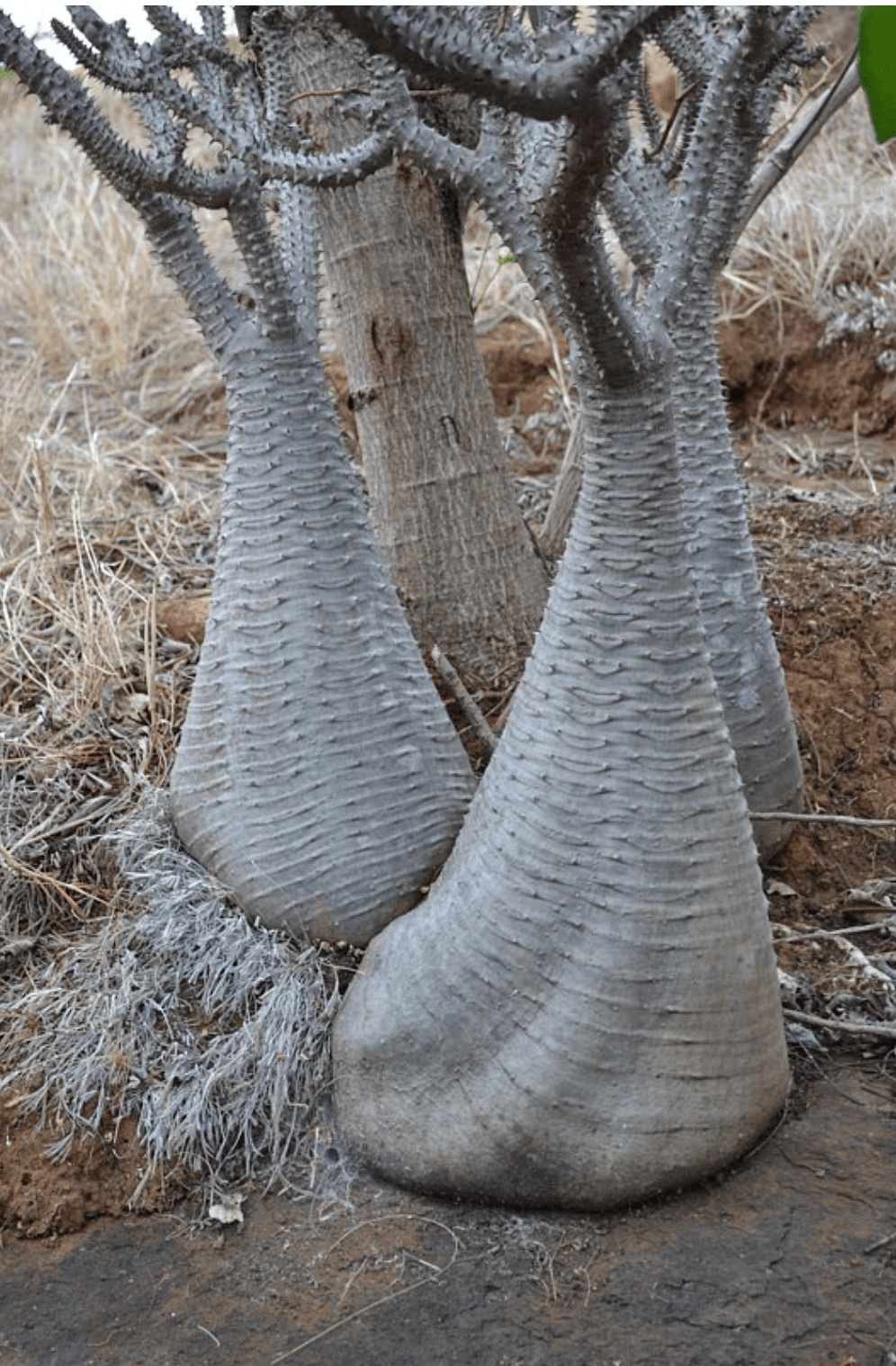 物种日历 |棒槌树属 pachypodium baronii 巴氏棒槌树