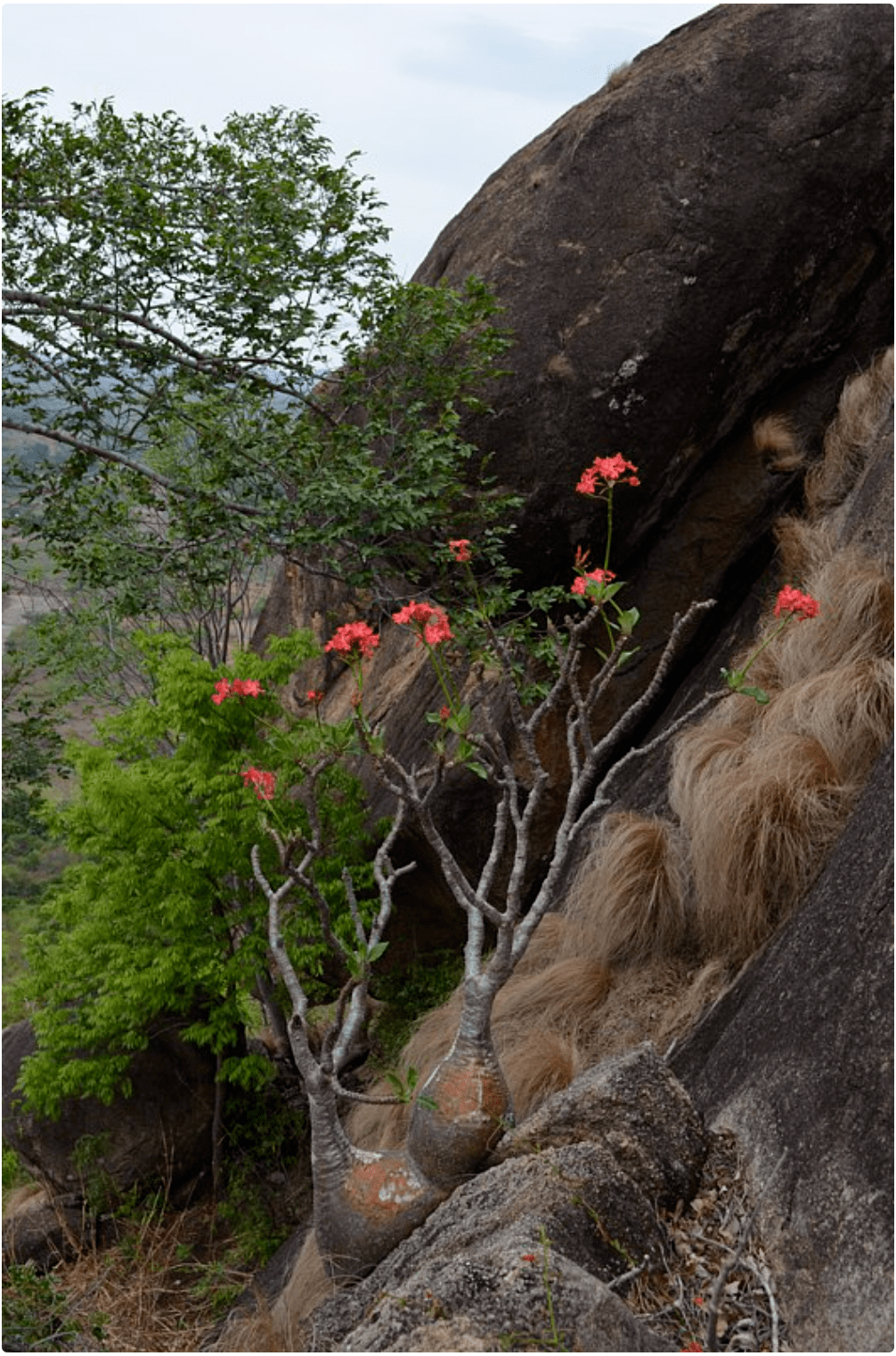 物种日历棒槌树属pachypodiumbaronii巴氏棒槌树