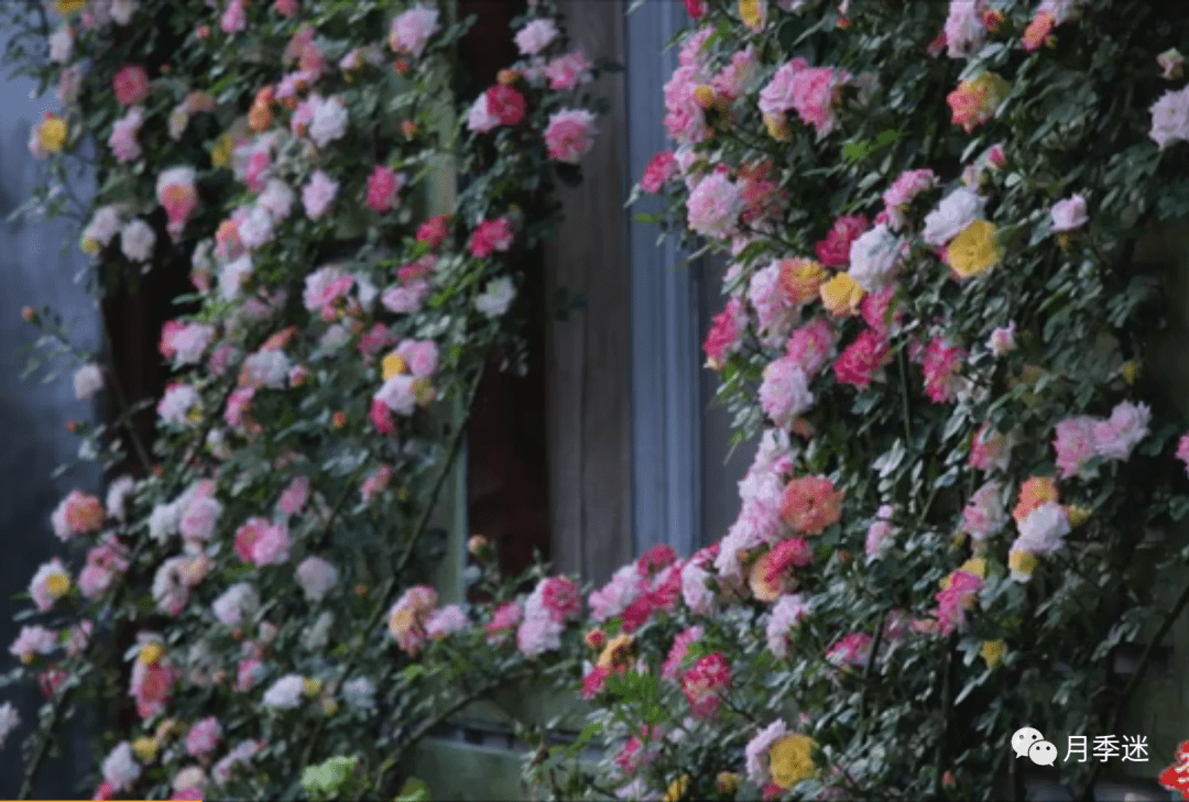 一树四色花花开如彩虹难怪李子柒的院子会首选它藤彩虹250