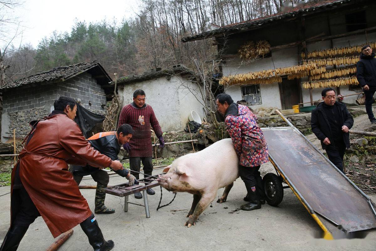 陕南山村人家准备过年,没有养猪的人家也要卖整头猪,做成腊肉