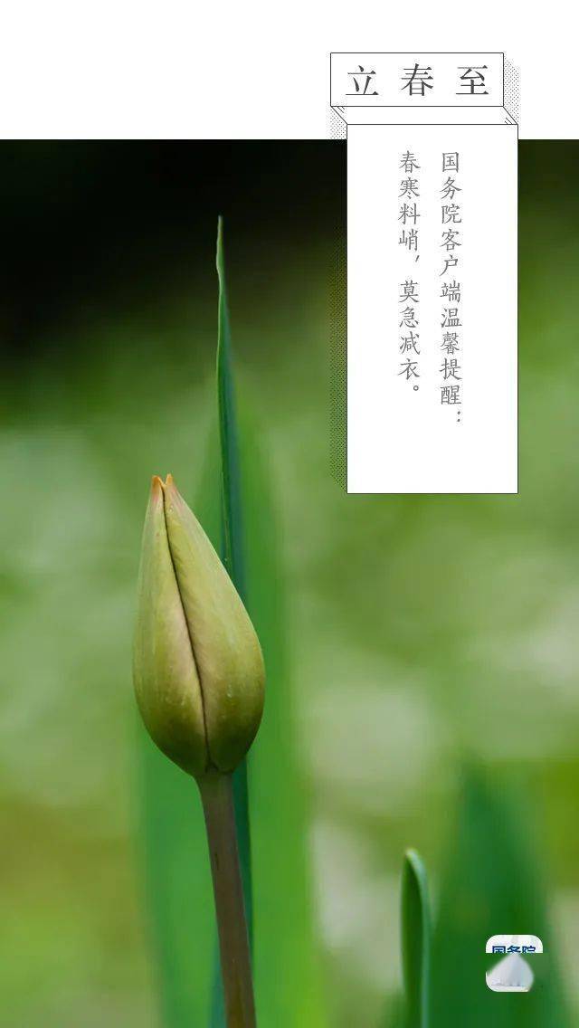 今日立春丨鶯初解語,最是一年春好處