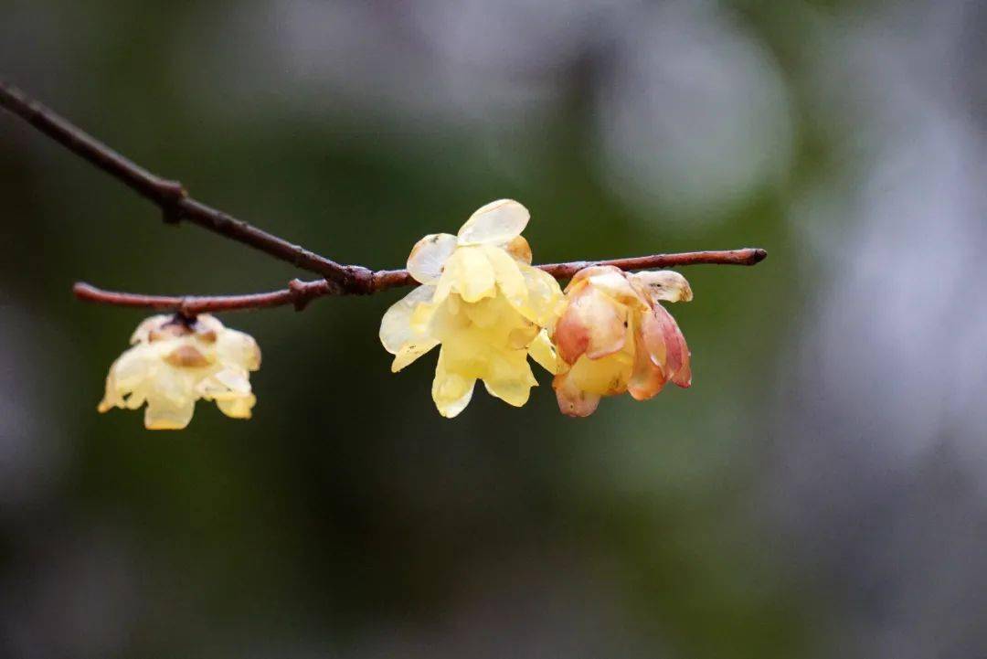 上海植物园公布二月上旬花讯 展览