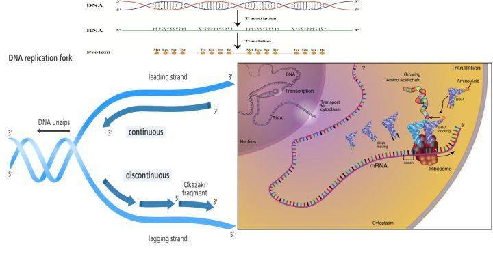 当机器学习遇上进化算法 策略