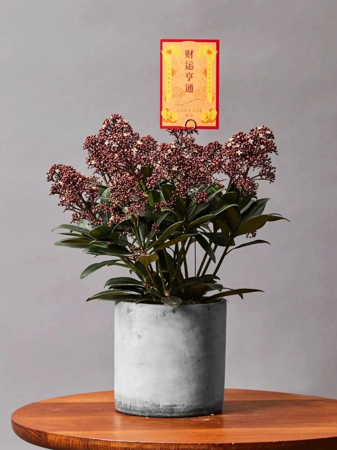 紫玉珊瑚形态独特,非常优美.