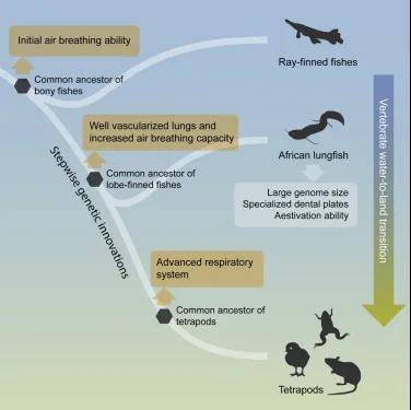 脊椎动物|学者研究揭示四足动物祖先水生到陆生转变的遗传创新基础