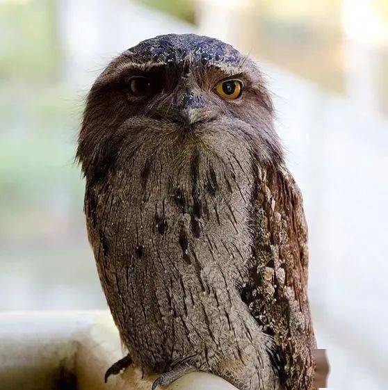 你见过会卖萌的树皮吗?