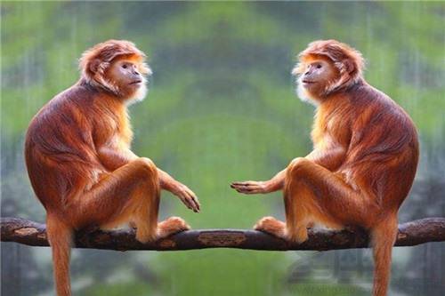 啥时候是猴年 51a02bb5ab6b40c9a0cb17b9c64972d6.jpeg