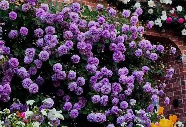 若养8款紫色的花静待紫气东来高级又浪漫