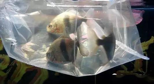 密封袋子里的鱼 74d54559b6874157b0ea507a57cdacf5.jpeg