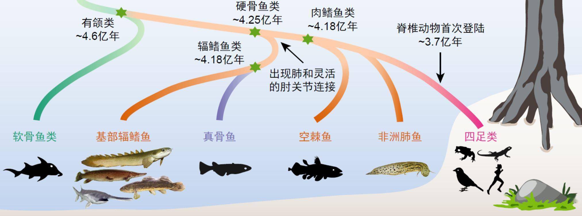 鱼先有肺还是先有鳔 今天凌晨答案揭晓 跟你想得有点不一样 脊椎动物