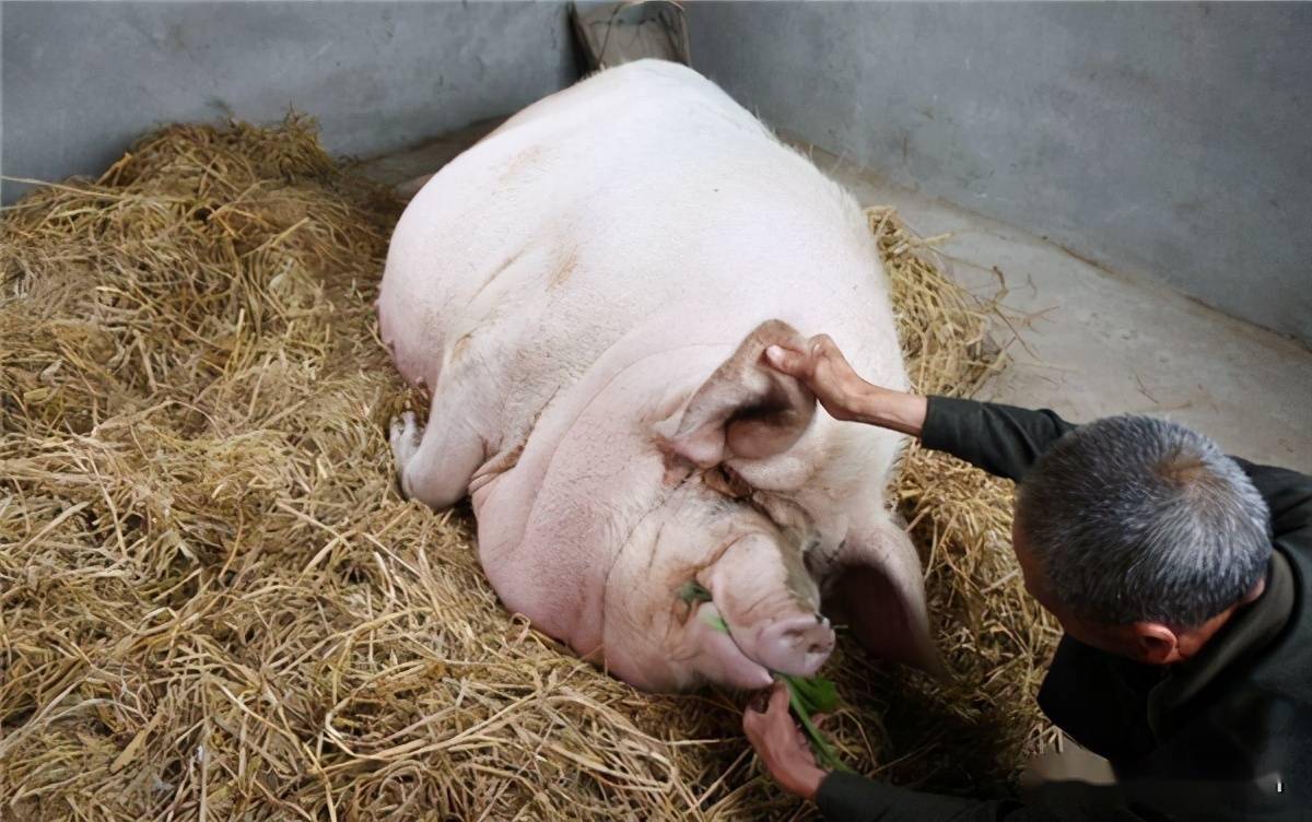 浙江猪王体重高达2200斤历经4劫终遁入佛门