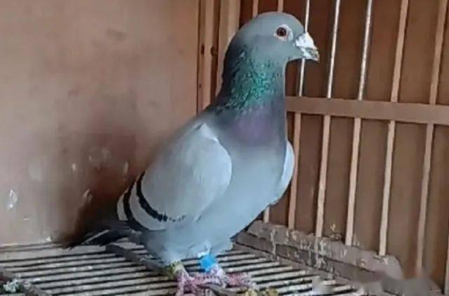 后腰的门道 "虎背熊腰"的鸽子好不好