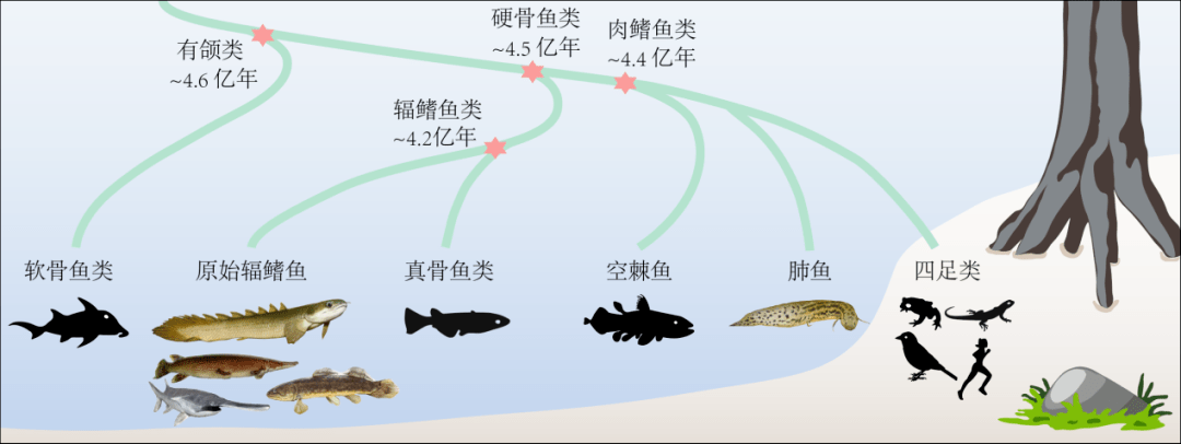 首次 研究