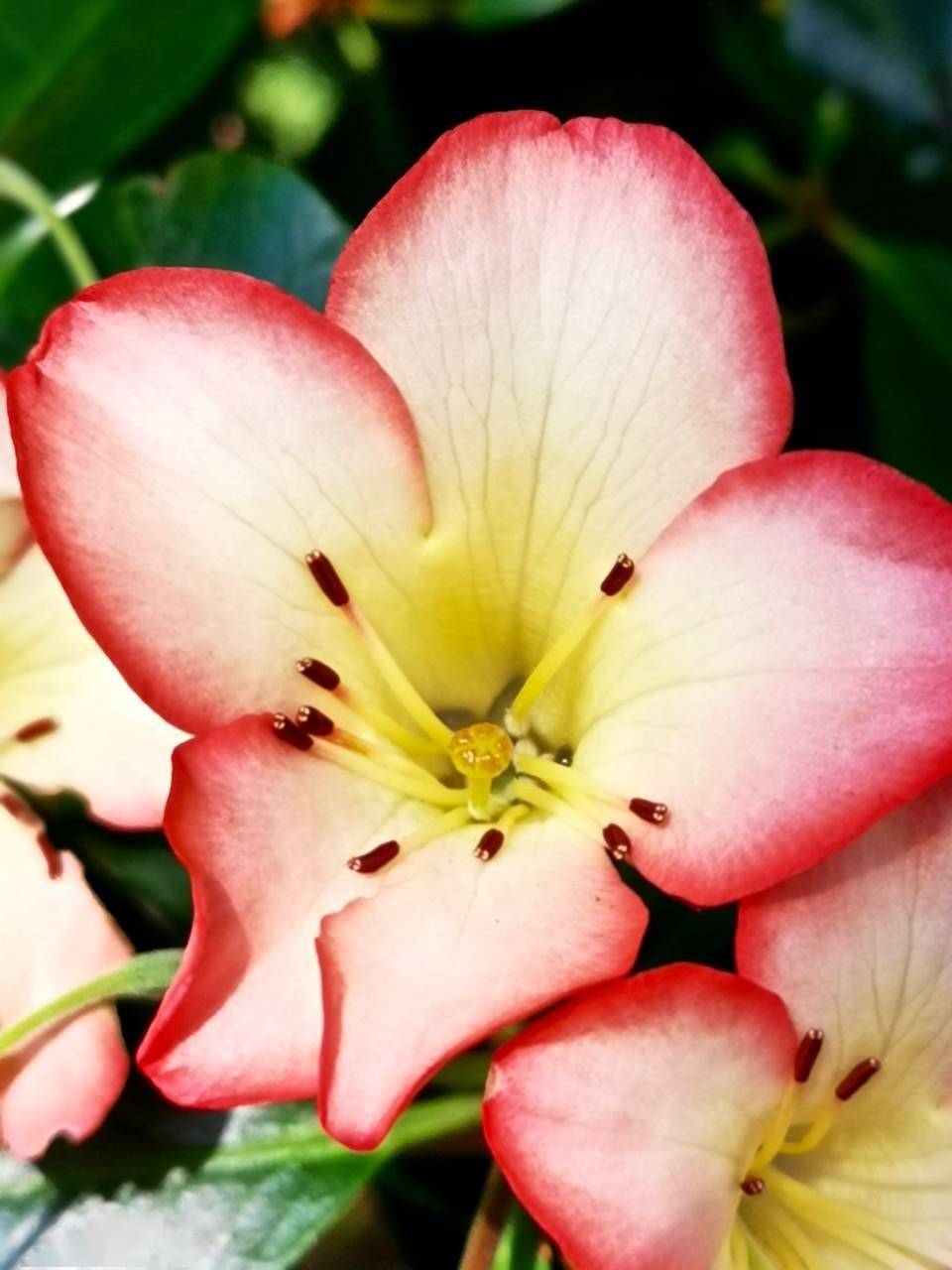 红红火火迎新年,来一组喜气漂亮的红花图