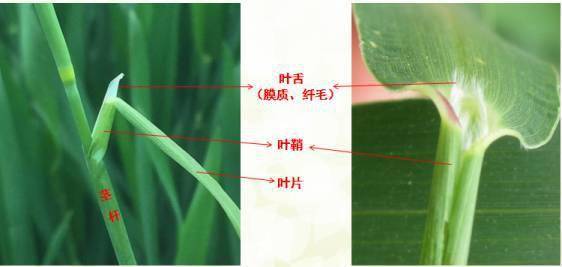 托叶鞘和叶鞘图片