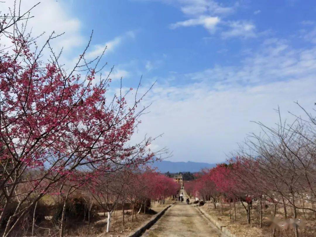 连江丹阳樱花园图片