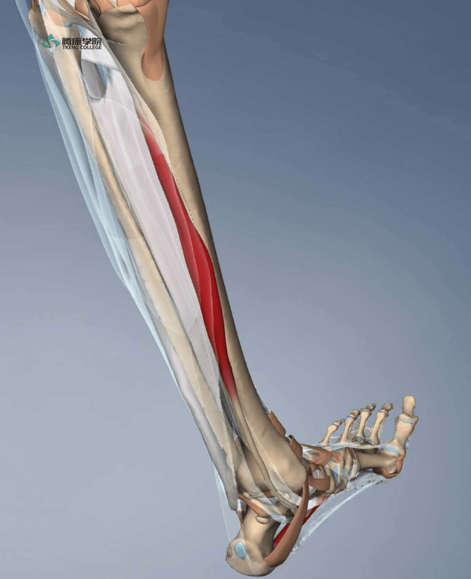 足趾长伸肌腱解剖图图片