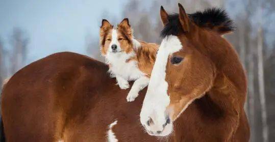 具有相似毛发的狗和马,看起来像是一家子!