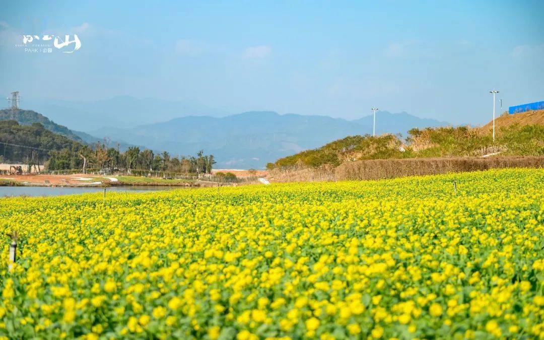 龙岩紫金山油菜花图片