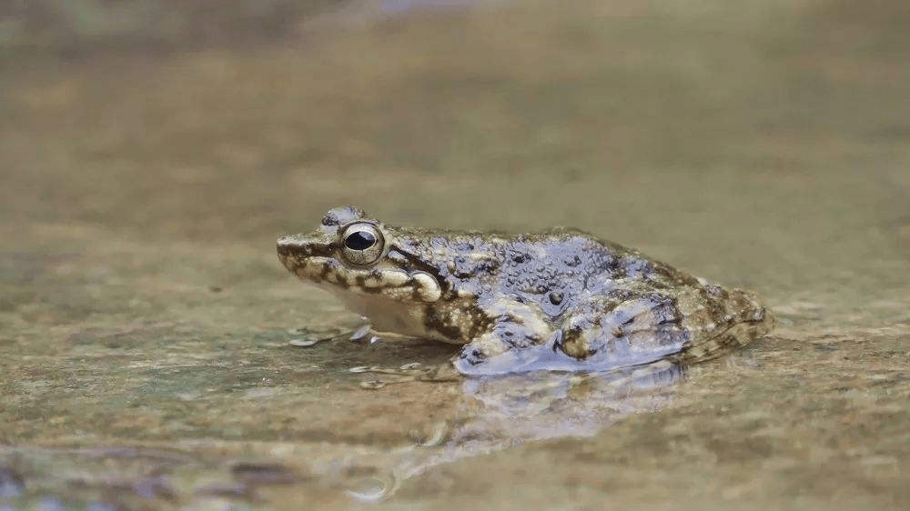 福建漳州棘胸蛙集约式人工饲养技术研究