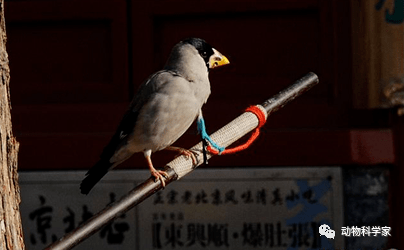 蜡嘴雀一种能听叫儿能玩游戏的鸟