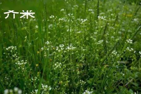 这就是药师要介绍的-荠菜.——(宋·许应龙《荠菜》)