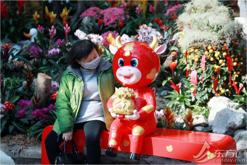 属牛 的植物哪里有 年宵花展年味浓 展览