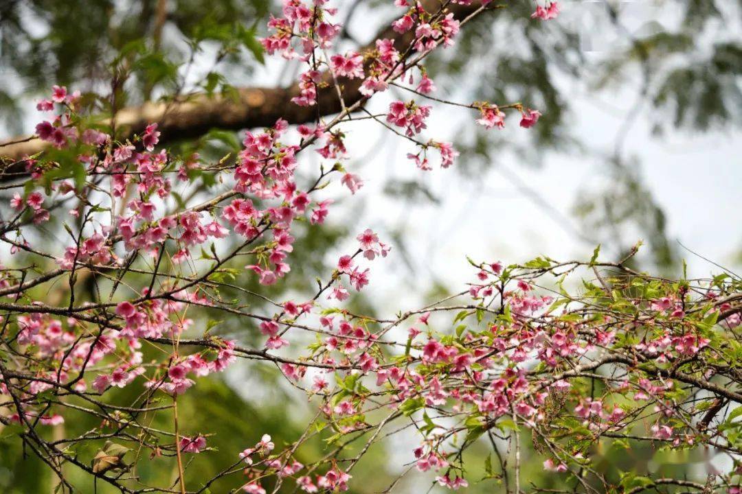 樱花盛开喜迎新年 中国