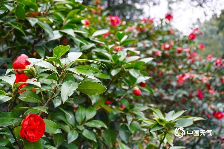 重庆春来到!市花山茶娇艳盛开