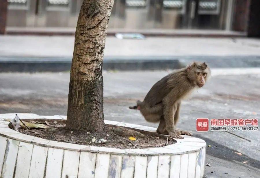 广西这地有野猴出没,1天连伤3人!已被民警徒手抓获_猴子