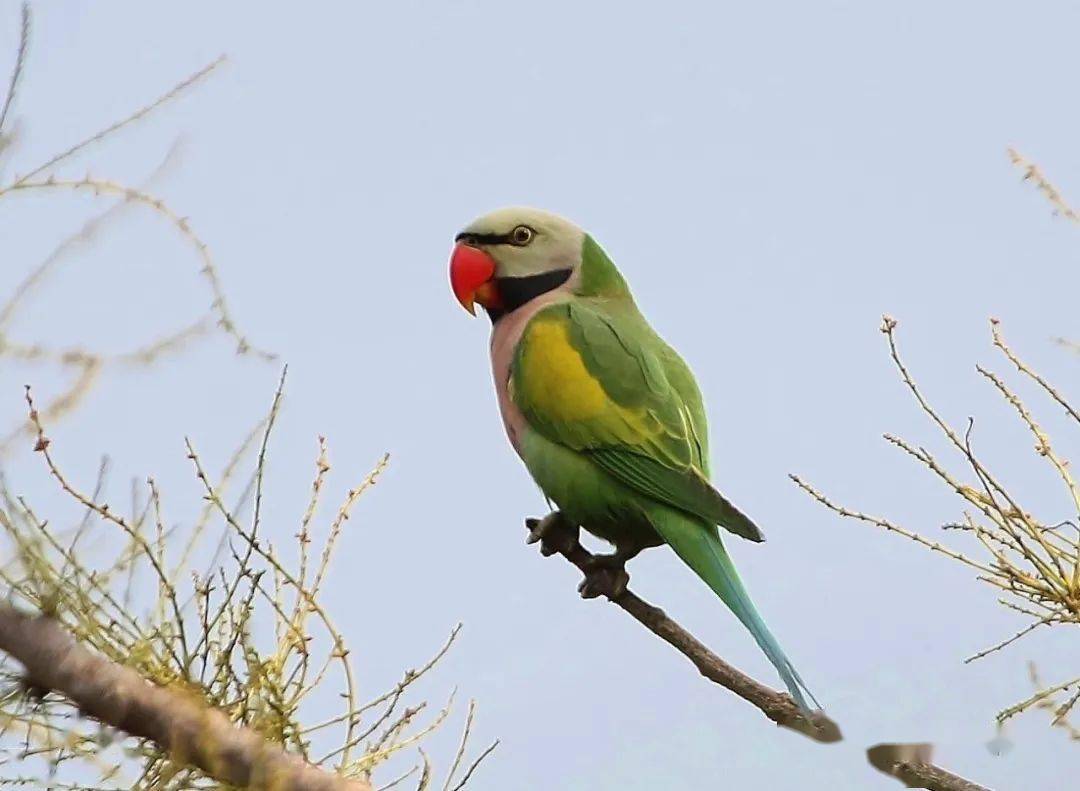 新出台的国家重点保护野生动物名录,与我们有关吗?_鹦鹉