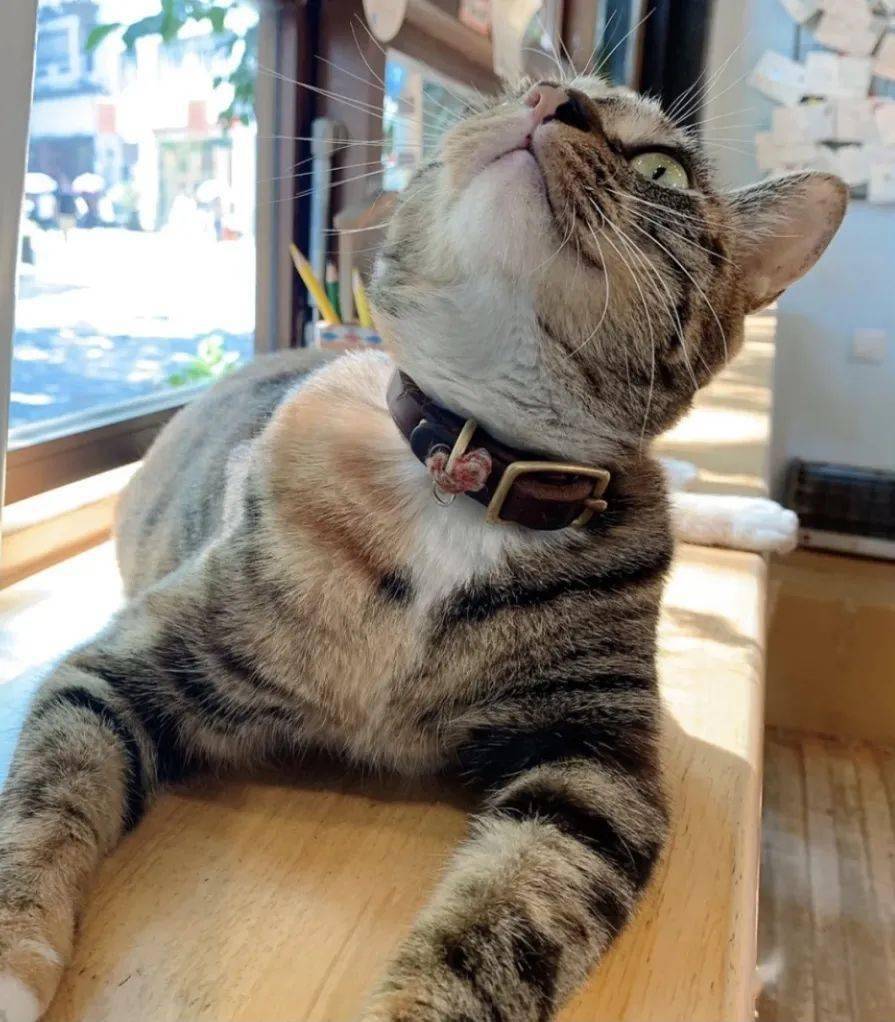 猫的天空之城人均消费_天空之城简谱