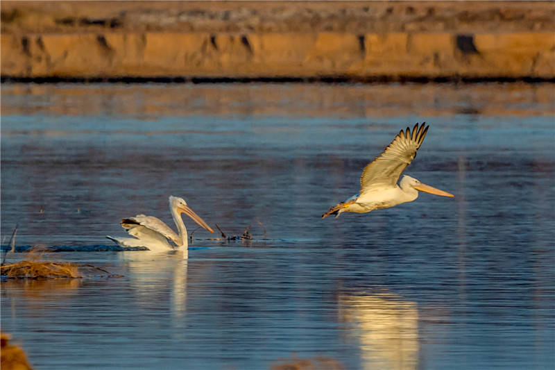 宁夏8种野生动物新列入国家一级保护野生动物名录快看看都是啥