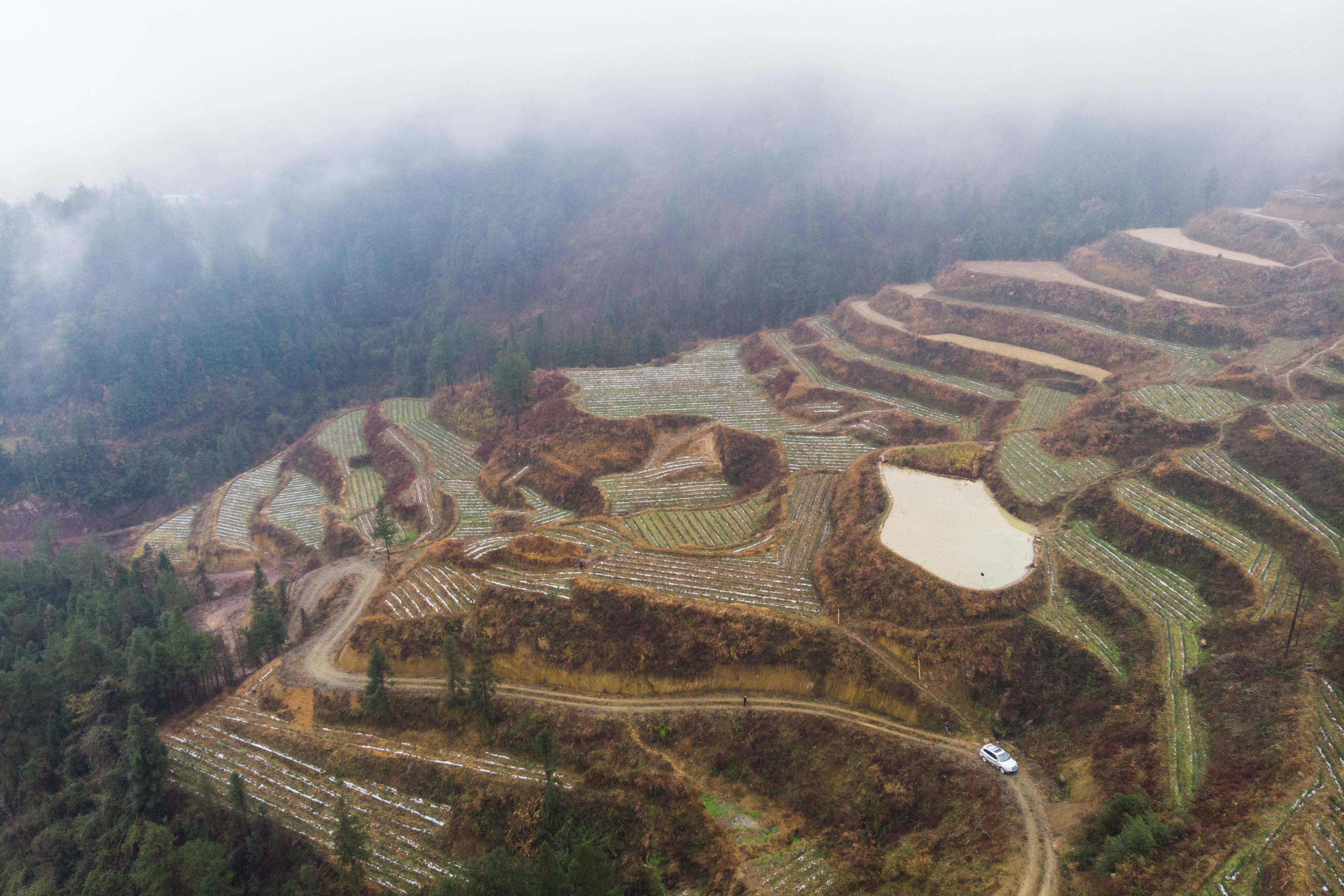 這是2月4日在湖南省花垣縣民樂鎮梳子山村拍攝的一處茶園(無人機照片)