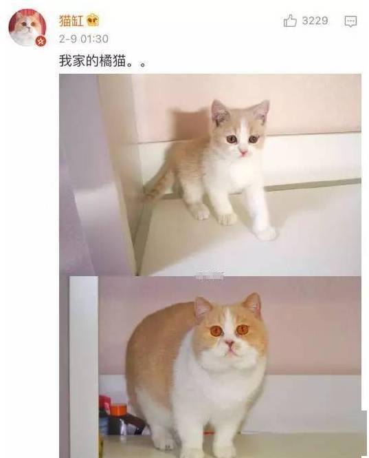 貓貓小時候VS長大後，鏟屎官們都開始懷疑人生了，哈哈哈！ 萌趣萌寵 第9张