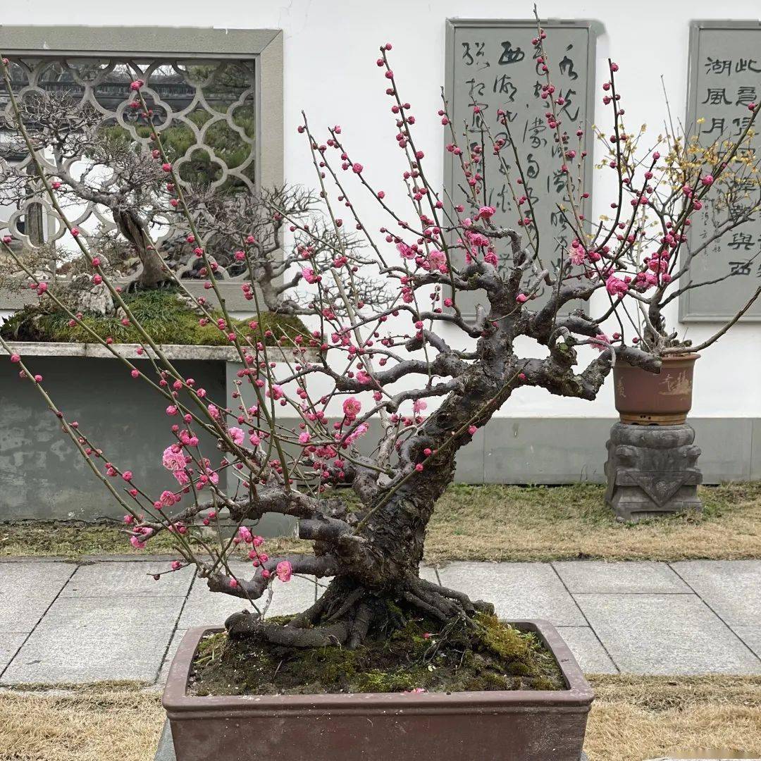 长三角云赏梅开启 快来杭州植物园,打卡无锡梅花盆景