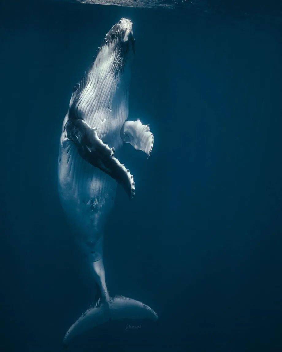 澳大利亚摄影师 jasmine carey 镜头下的水下鲸鱼