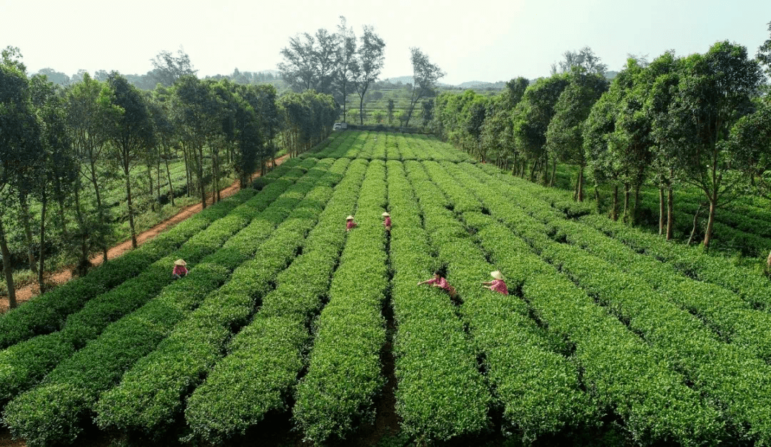 广东省英德华侨茶场茶厂英德积庆里茶业有限公司英德英玖红茶业有限