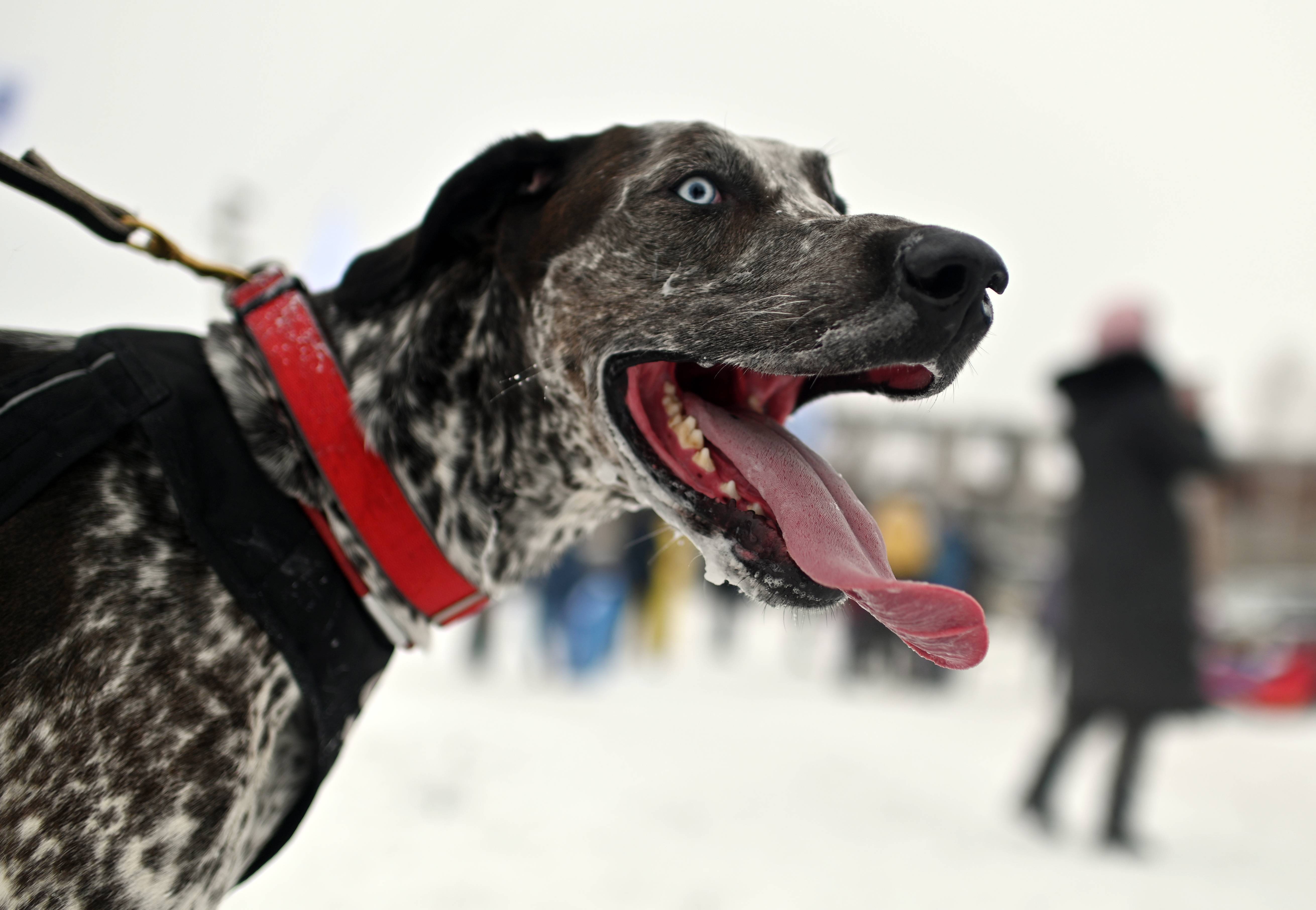 俄罗斯雪橇犬大赛