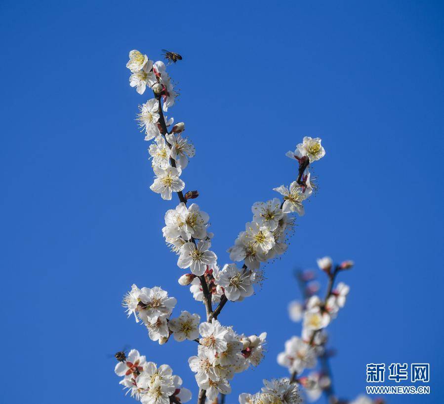 十里梅花香雪海 千树万树喜迎春