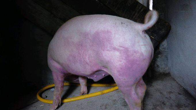 小平家的猪突然出现全身发红,初步判断血虫病,养猪十年第一次见