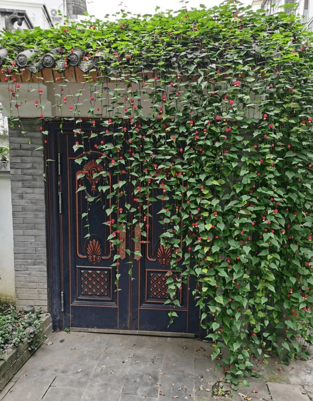 家里养盆蔓性风铃花 掌握4点养护技巧 全年花开不间断 花多多