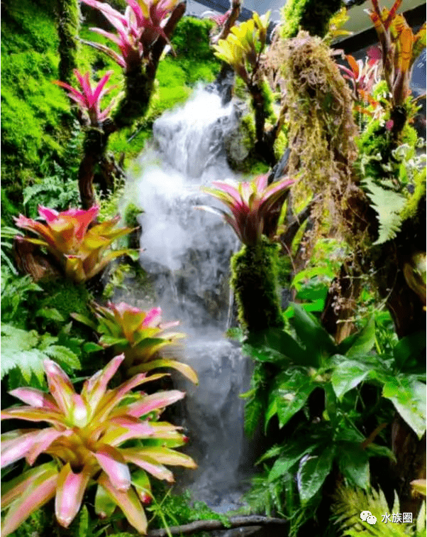这样的雨林缸,瀑布下芳香迷人,它就是水草造景者的梦想啊!