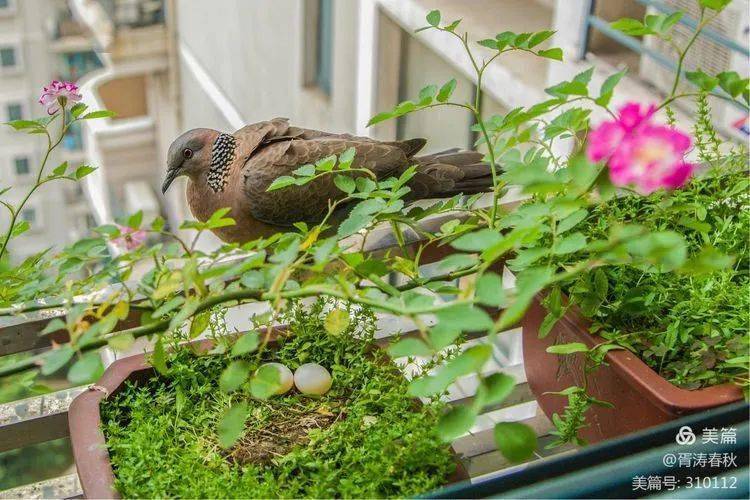 阳台奇遇记诞生篇