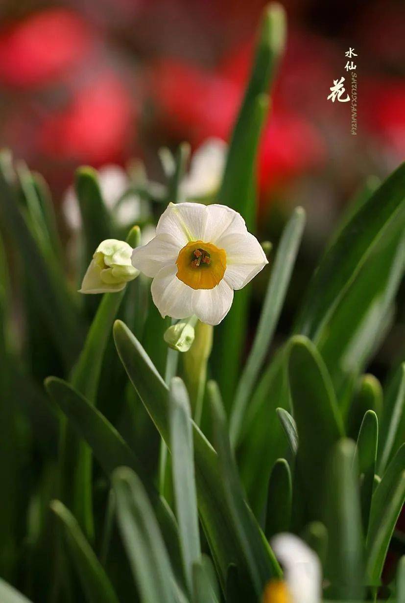 水仙花开