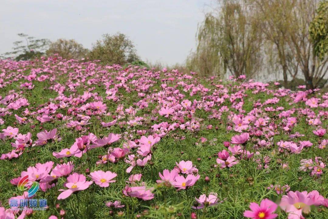 智湖公園裡的花海一角 在智湖公園的這片花海,面積有3萬平方米左右 種