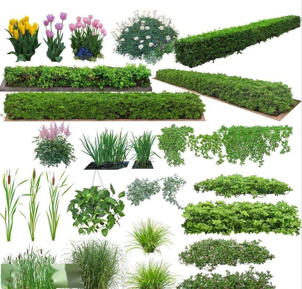 超清草地植物PSD素材,效果图后期必备!(附下载链接)_图片