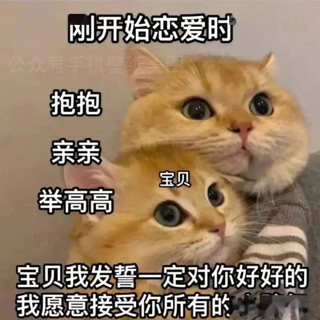 每周猫咪沙雕表情包速存