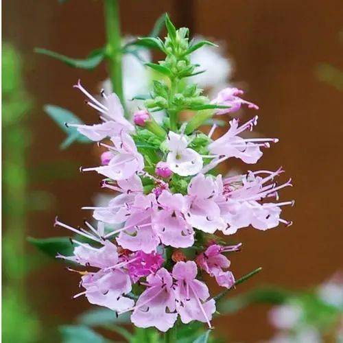 喜欢有香味的蔬菜盆栽试一试栽种气味清香的神香草