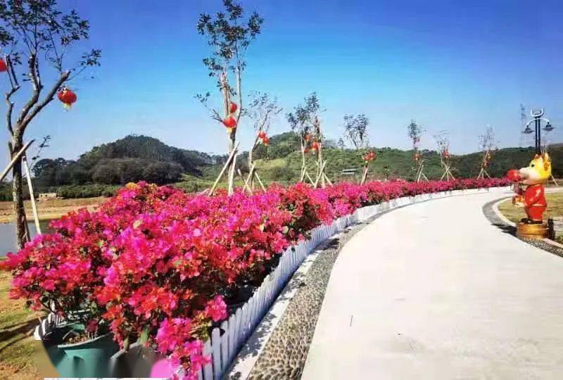 龙背岭花海位于塘厦龙背岭社区牛眠埔新围龙背岭生态循环岛对面,紧邻